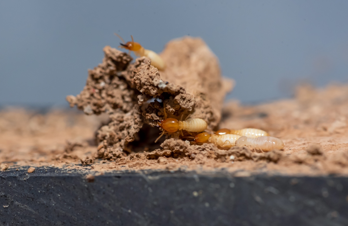 Termites à tête rousse sur un monticule de terre, signe d'infestation du bois.