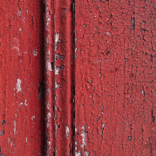 Termites à tête rousse sur un monticule de terre, signe d'infestation du bois.