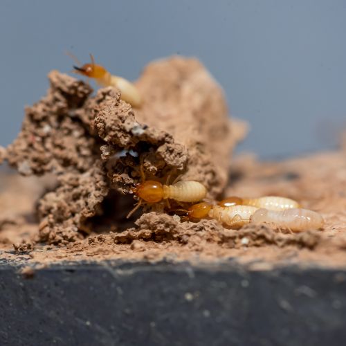 Termites à tête rousse sur un monticule de terre, signe d'infestation du bois.